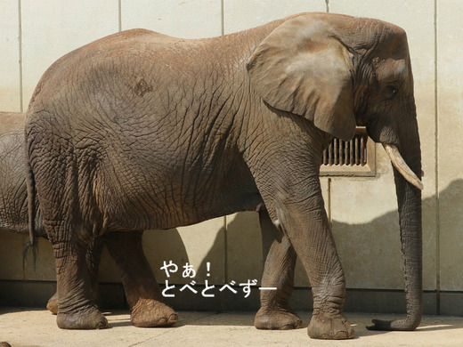 とべ動物園アフリカゾウのブログ:やぁ!とべとべずー