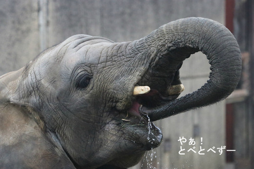 アフリカゾウの写真満載のブログ:やぁ!とべとべずー
