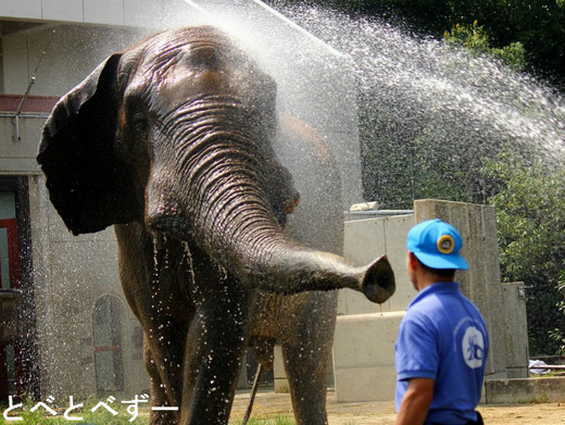 とべ動物園アフリカゾウ飼育員の椎名修さん