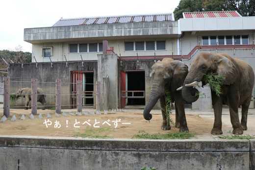 とべ動物園ブログ:やぁ!とべとべずー