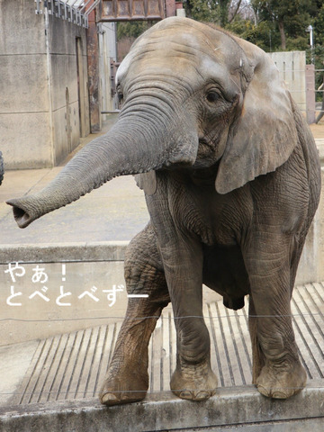 とべ動物園アフリカゾウ：アフ、リカ、媛、砥夢、砥愛