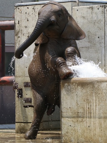 とべ動物園アフリカゾウイベント：砥愛ちゃんの６歳のお誕生会