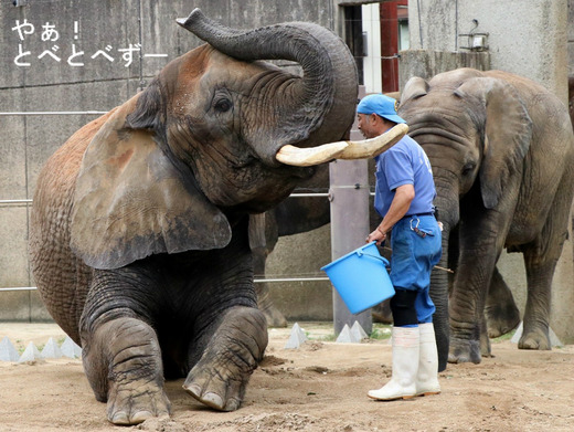 とべ動物園ブログ:ゾウ、ホッキョクグマ、ライオン、サーバル