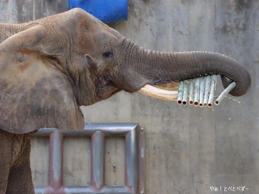 多摩動物公園アフリカゾウ:砥夢くんのお母さん象リカ