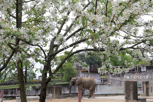 とべ動物園アフリカゾウ:媛ちゃん(メス、17歳)