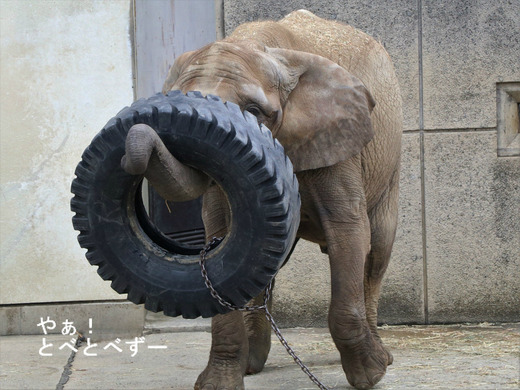 とべ動物園アフリカゾウ：１３歳になった媛ちゃん
