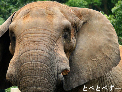 とべ動物園アフリカゾウのブログ：やぁ！とべとべずー