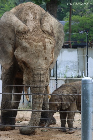 アフリカゾウ、マルミミゾウ大好きブログ：やぁ！とべとべずー