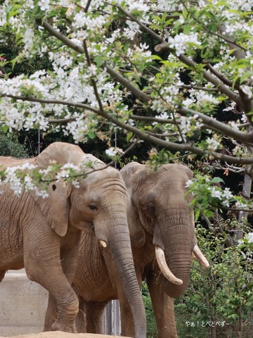 とべ動物園ブログ：やぁ！とべとべずー