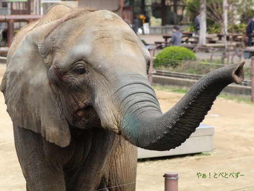 とべ動物園アフリカゾウのブログ：やぁ！とべとべずー