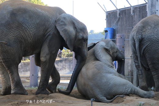 日本で唯一血縁関係のあるアフリカゾウの親子が暮らす愛媛とべ動物園