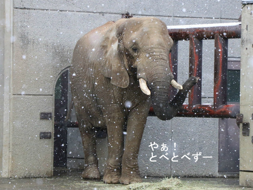 とべ動物園アフリカゾウ：雪の中のリカさん