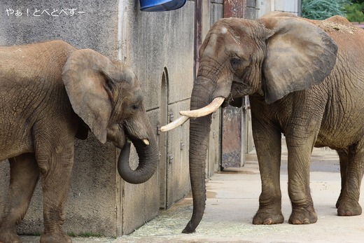 とべ動物園アフリカゾウ：砥愛ちゃん（メス、１２歳）
