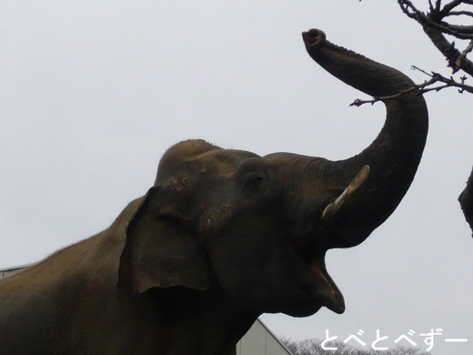 とべ動物園：インドゾウの太郎