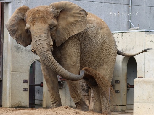 とべ動物園アフリカゾウ:アフ、リカ、媛、砥夢、砥愛