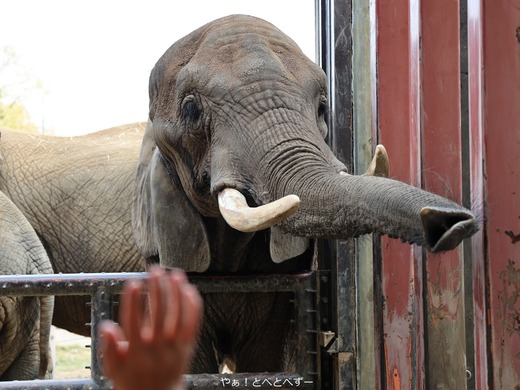 とべ動物園ブログ：やぁ！とべとべずー