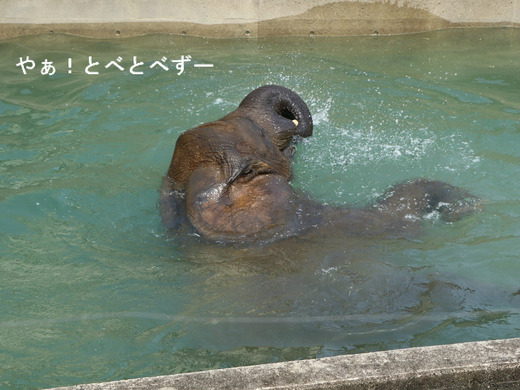 とべ動物園アフリカゾウ:砥愛ちゃん(メス、6歳)