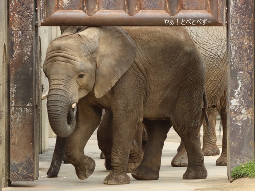 とべ動物園アフリカゾウのブログ:やぁ!とべとべずー