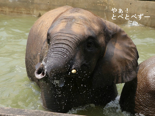 お客さんに水を掛けて遊ぶ、アフリカゾウの媛ちゃん