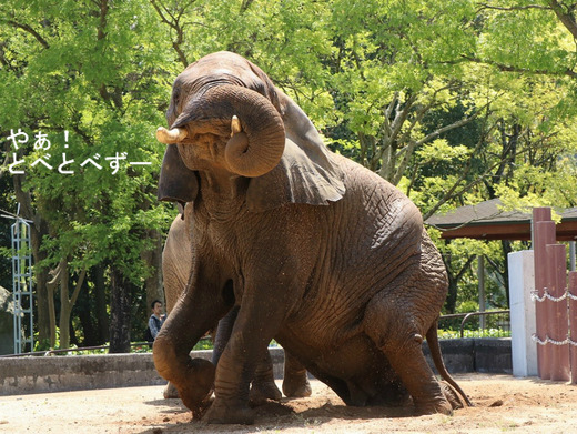 とべ動物園アフリカゾウ:リカ母さん