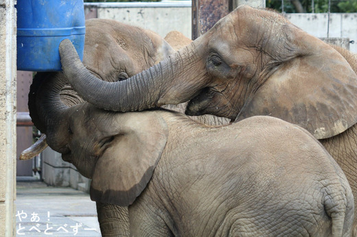 とべ動物園アフリカゾウの姉妹:媛ちゃん、砥愛ちゃん