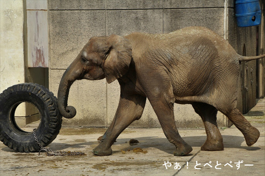 とべ動物園ブログ：媛、ニコ、フー、ピース、ティア