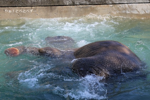 水の中に潜るアフリカゾウの砥愛＠とべ動物園