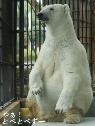 とべ動物園ホッキョクグマの ”シロクマ” ピースちゃん（メス（