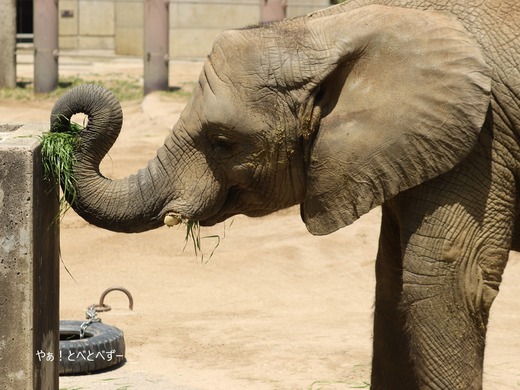 とべ動物園アフリカゾウ:砥愛ちゃん(メス、9歳)