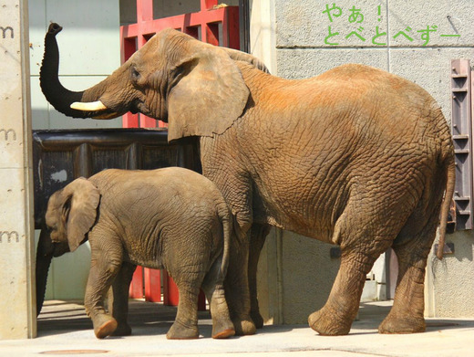 とべ動物園アフリカゾウ「アフ」くん亡くなる
