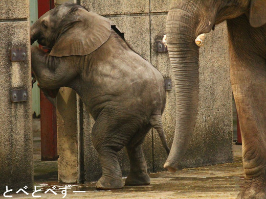日本で唯一アフリカゾウの家族が暮らす動物園