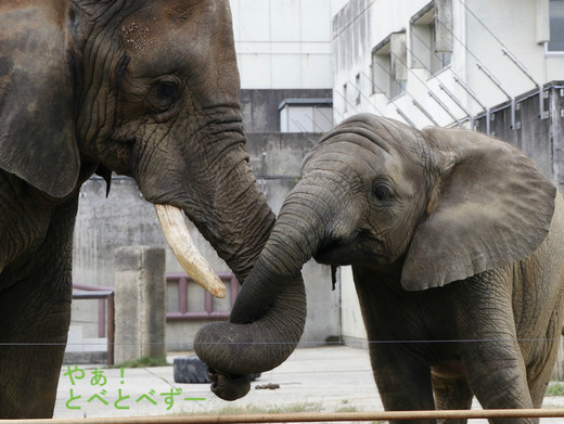 とべ動物園ブログ：ゾウ、ホッキョクグマ、レッサーパンダ、ライオン