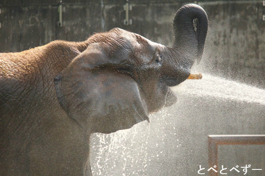 とべ動物園アフリカゾウ：媛ちゃん