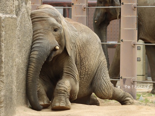 とべ動物園アフリカゾウのブログ：やぁ！とべとべずー