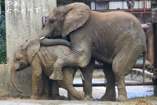 アフリカ象の写真満載のブログ:やぁ!とべとべずー