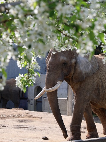 とべ動物園アフリカゾウ:リカ母さん(推定39歳)