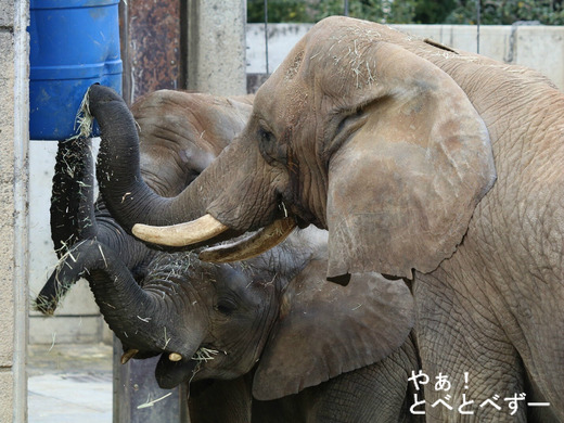 とべ動物園アフリカゾウ：アフ、リカ、媛、砥夢、砥愛