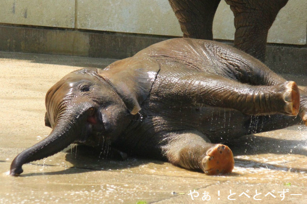 やぁ!とべとべずー与茂駄(よもだ)くあとろ ~とべ動物園で暮らすアフリカゾウのブログ~ ケニッシュ