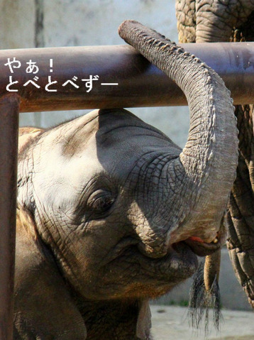 子供のゾウの牙の生えてくる時期（１歳９か月の頃）