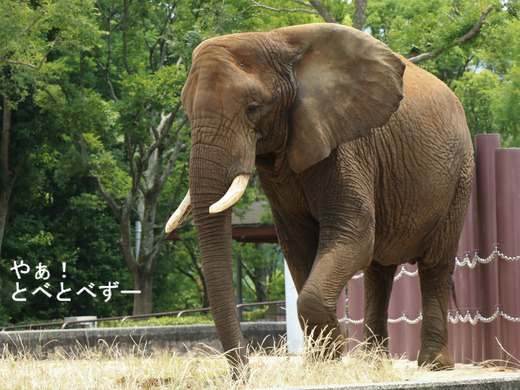 とべ動物園アフリカゾウのブログ：やぁ！とべとべずー