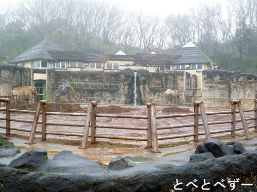 多摩動物公園アフリカゾウの砥夢（とむ）