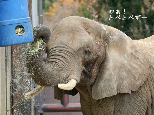 とべ動物園アフリカゾウ：アフ、リカ、媛、砥夢、砥愛