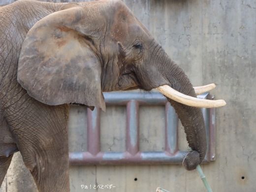 日本一のアフリカゾウのお母さん:リカさん