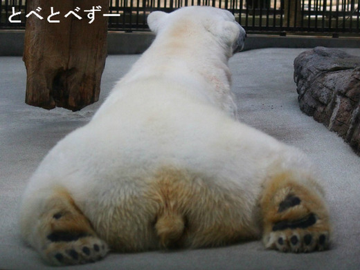 日本で初めて人工哺育で育ったシロクマのピース（１４歳）