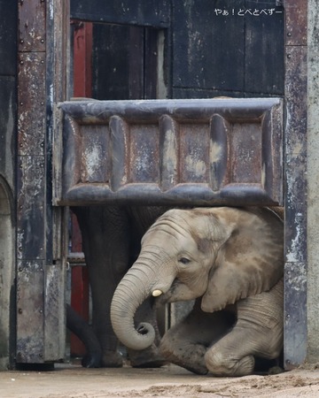 とべ動物園アフリカゾウ：アフ、リカ、媛、砥夢、砥愛