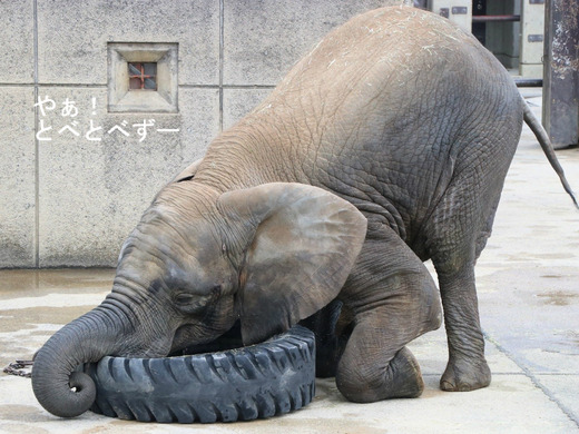 日本で初めて人工哺育で育ったアフリカゾウの媛ちゃん