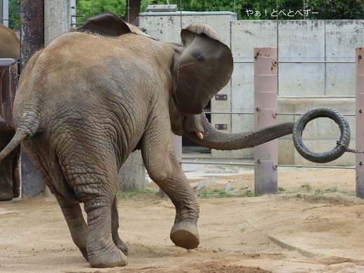 タイヤを放り投げるゾウ：愛媛県立とべ動物園