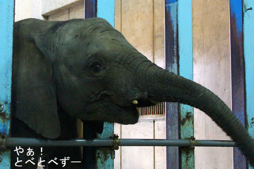 とべ動物園アフリカゾウ姉妹のお節句イベント