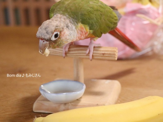 ウロコインコ・パイナップルのブログ:Bom dia♪もみじさん