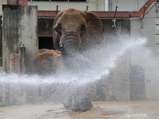 とべ動物園アフリカゾウ：アフ、リカ、媛、砥夢、砥愛